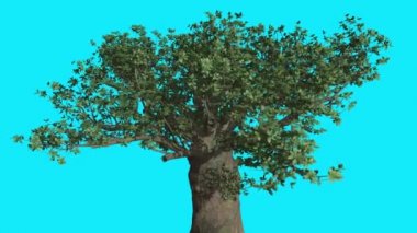 Madagascan Baobab kalın on Chroma anahtar mavi ekran Crown Swaying Rüzgar yeşil yaprakları yaz güneşli gün bilgisayar oluşturulan animasyon, ağaçtır