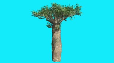 Animasyon Madagascan Baobab kalın ağaç Chroma anahtar mavi ekran üst dalları Rüzgar yeşil yaprakları yaz güneşli gün bilgisayar başında sallanan üzerinde oluşturulan