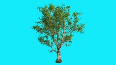 Swaying Rüzgar dalları ile yeşil yaprakları yaz güneşli gün bilgisayar oluşturulan animasyon stüdyosu, Londra çınar ağacı Chroma anahtar mavi ekran ağaç üzerinde olduğunu