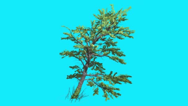 Árvore de bordo de litvice na árvore inclinada da tela azul da chave de Chroma está balançando no vento verde deixa verão ensolarado dia computador gerado estúdio de animação — Vídeo de Stock