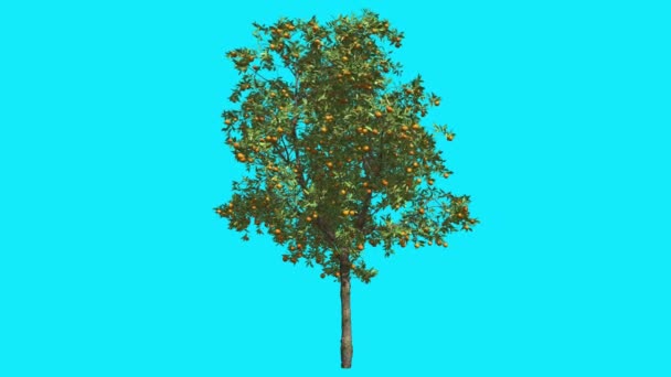 Orange dünne Baumfrüchte auf Chroma-Taste blauer Bildschirm Baum schwankend am Wind grüne Krone flatternde Blätter Sommer sonnigen Tag Computer generierte Animation — Stockvideo