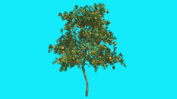 Fruits d'arbre mince orange sur Chroma Key Blue Screen Tree Balançant au vent Green Crown Feuilles flottantes Journée ensoleillée d'été Animation générée par ordinateur — Video