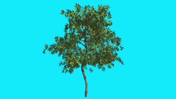 Orange dünner Baum auf Chroma-Taste blauer Bildschirm Baum schwankt am Wind grüne Krone flatternde Blätter Sommer sonnigen Tag Computer generierte Animation — Stockvideo