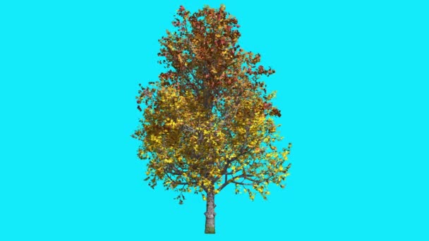 Árbol de arce de montaña en clave de croma Árbol de pantalla azul se balancea en las ramas del viento Hojas amarillas Otoño Día soleado Estudio de animación generado por computadora — Vídeos de Stock