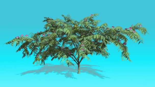 Mimose rosa Blumen Baum auf Chroma-Schlüssel blauer Bildschirm Baum schwankt im Wind grüne Blätter Frühling sonnigen Schatten unter Baum Computer generierte Animation — Stockvideo