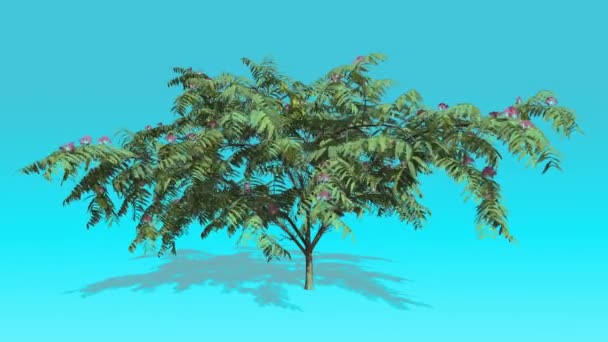 Mimosa Pink Flowers Tree su Chroma Key Blue Screen Tree Ondeggiante al vento Green Leaves Spring Sunny Shadow sotto l'albero Computer Generated Animation — Video Stock