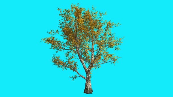 London Plane Tree en Chroma Key Blue Screen Tree se balancea en las ramas de viento con hojas amarillas Fall Sunny Day Estudio de animación generado por computadora — Vídeos de Stock