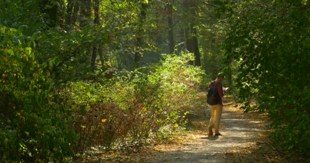 Человек с рюкзаком на спине медленно ходит по тропинке в лесном парке и читает книгу на ходу теплый осенний день на открытом воздухе — стоковое видео