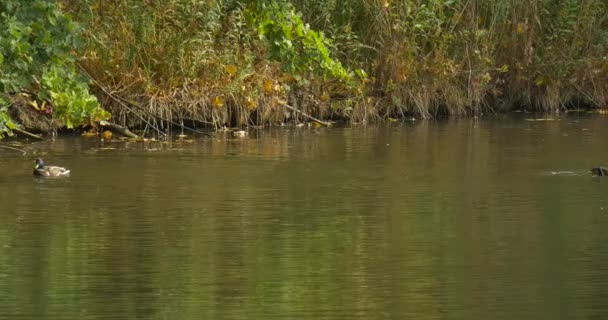 Mallard Wild Duck Green Headed Bird Has Flopped the Wings Birds Swimming at the Lake Pond River Green Grass on the Bank Rippling Water Sunny Day — Stock Video