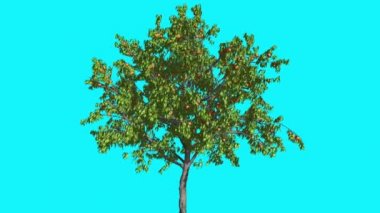 Şeftali ağacı ile sarı meyve şeftali ince Swaying Rüzgar yaz bilgisayar oluşturulan animasyon yapılmış Studio adlı ağacıdır