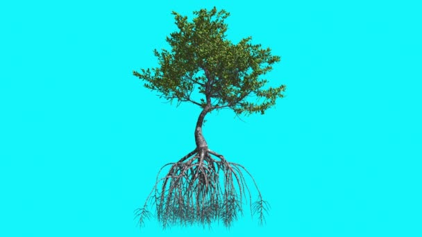 Red Mangrove Thin Tree With Green Leaves Is Swaying at The Wind Tree's Root System Summer Computer Generated Animation Made in Studio — Stock Video