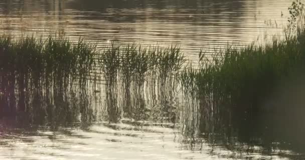 Damm, flod, sjö, porlande vatten, träd reflektion, grönt vatten växter — Stockvideo