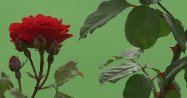 Enkel röd blomma, blomma, steg på gren med röda knappar och foderblad — Stockvideo
