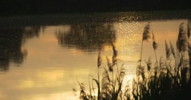 Réflexion du coucher de soleil jaune dans le flotteur 