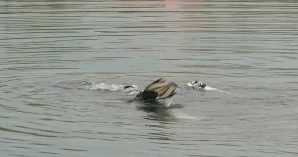 Ein Taucher hat einen kleinen Flipper aufgetaucht erscheint dann wieder Tauchen Kreise auf der Wasseroberfläche Blasen Taucher in Badebekleidung im Freien bewölkt — Stockvideo