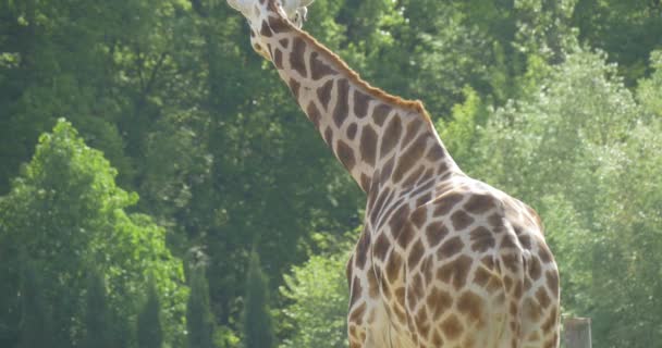 Giraffe Nahaufnahme, Rückseite, stehend, drehen — Stockvideo