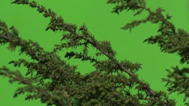 Dikenli iğneler yeşil bitkiler çalılar çimen yaprakları çiçek dalları chromakey yeşil ağaçlar ile şube