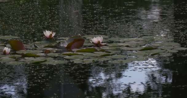 Green Island of Water Lilies, Blossom, Shadow — Stock Video