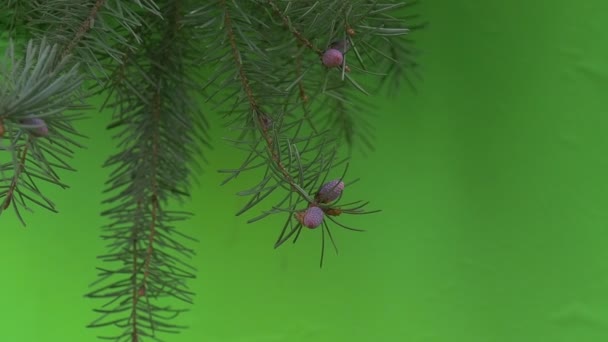 Ramas de abeto Rama verde a croma key moviendo los arbustos de viento día soleado — Vídeos de Stock