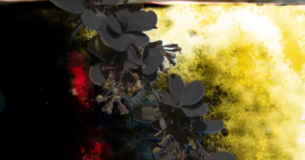Θάμνος χόρτο καφέ φυτά κλαδιά φύλλα λουλούδια — Αρχείο Βίντεο