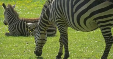 Zebra ve Zebra'nın bebek