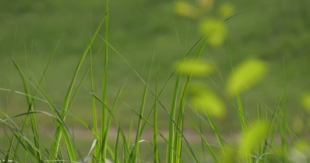 잔디, 블레이드, 젊은 나무 지점 — 비디오