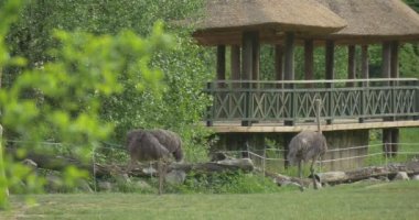 Otlatma devekuşları ve zürafa, Hovels