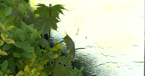 Bush Green Plants Branches Feuilles — Video