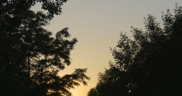 Cielo giallo e blu, riflesso del tramonto dietro le sagome degli alberi — Video Stock