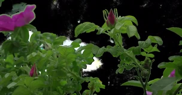 핑크 로즈 부시 식물 잎 꽃 잔디 그린 — 비디오
