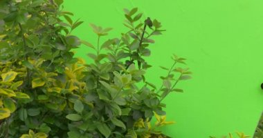 Yeşil çimen yaprakları dala chromakey makaralama hareketli rüzgar çalılar güneşli gün