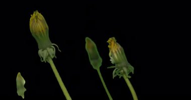 Sarı Dandelions bitkiler yaprakları yeşil çimen çiçek