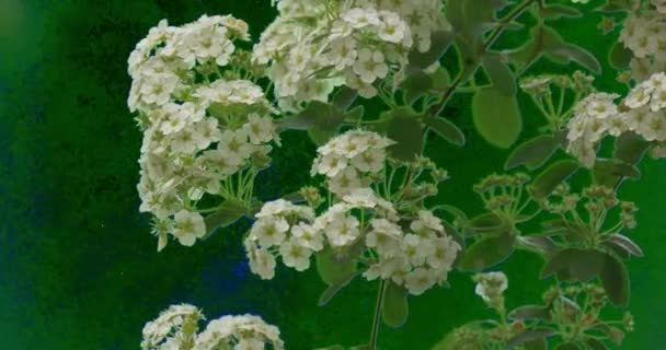 Bloemen van Cherry groene planten takken bladeren — Stockvideo