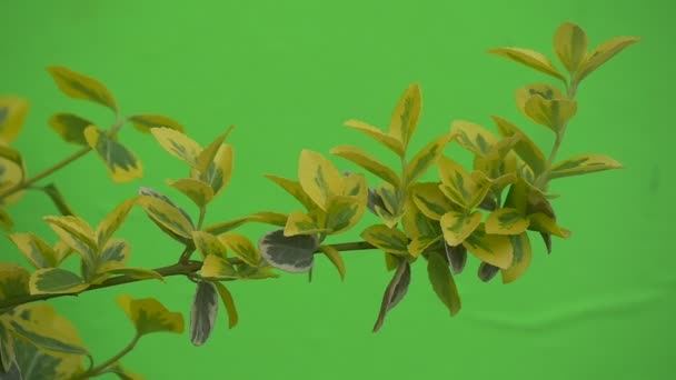 Yellow-green branches leaves branch to chromakey reeling moving the wind bushes — Stock Video