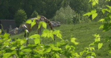 Grazing Giraffe Through The Tree Branches