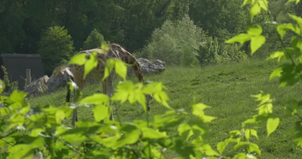 Grazing jirafa a través de las ramas del árbol — Vídeo de stock