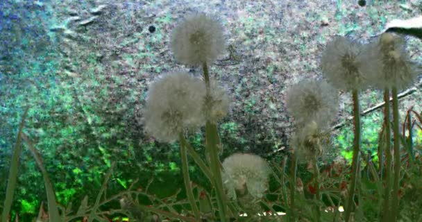 Białe puszyste mlecze rośliny kwiaty trawy — Wideo stockowe