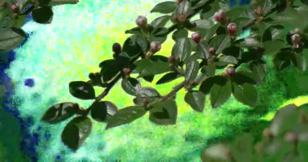 Cerisier Plantes Fleurs Herbe Branches — Video