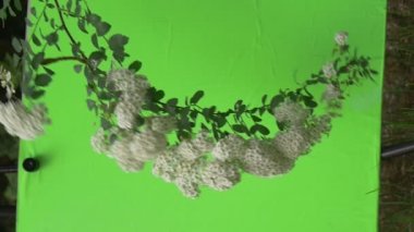 Alanlara, Bush, titrek şube, beyaz çiçekler,