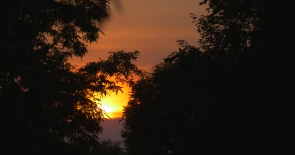 Naranja brillante, sol amarillo, puesta de sol detrás de las siluetas de los árboles — Vídeo de stock
