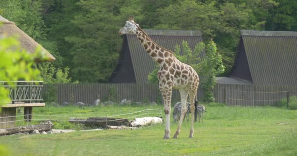 Duas girafas e tu, zebras, estão a arrasar no prado — Vídeo de Stock