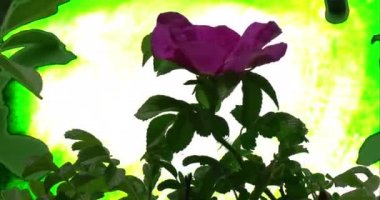 Pembe Gül Bush bitkiler yaprakları çiçek yeşil çimen