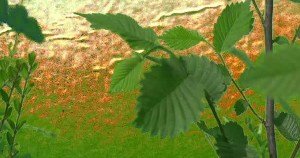 Малое дерево Буш растения листья травы зеленый — стоковое видео