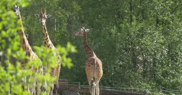 Четыре жирафа ходят вокруг пастбища — стоковое видео