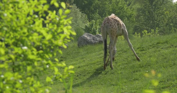 Żyrafa jest wypas na zielonym wzgórzu, wychodzenie — Wideo stockowe