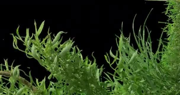 Kleiner Baumstrauch Pflanzen lässt Gras grün — Stockvideo
