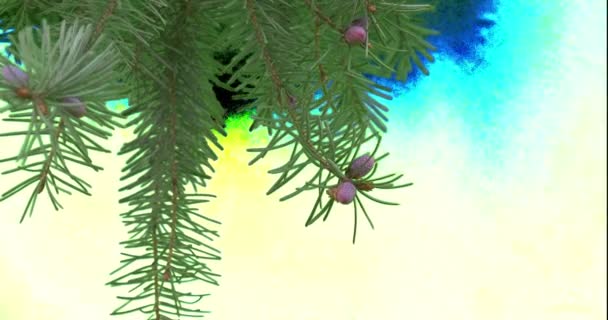 Fir-Tree Plants With Pine Cones Branches — Stock Video