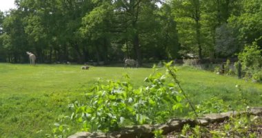 Zebras And Giraffes Are Grazing on Meadow
