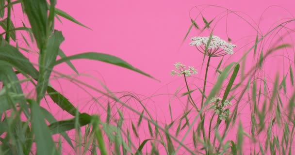 Chroma κλειδί αμφιταλάντευση λουλούδια, Peonies και Milfoils, Brignt πράσινο φόντο, Chromakey Chroma κλειδί Alfa — Αρχείο Βίντεο