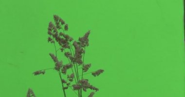 Sallanan Apera dal, Windgrass, ot üst kısımları